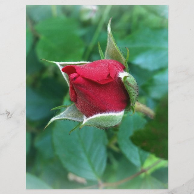 red rosebud (Front)