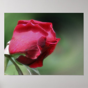 Red Rosebud Bending Poster