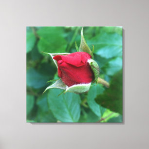 red rosebud canvas print