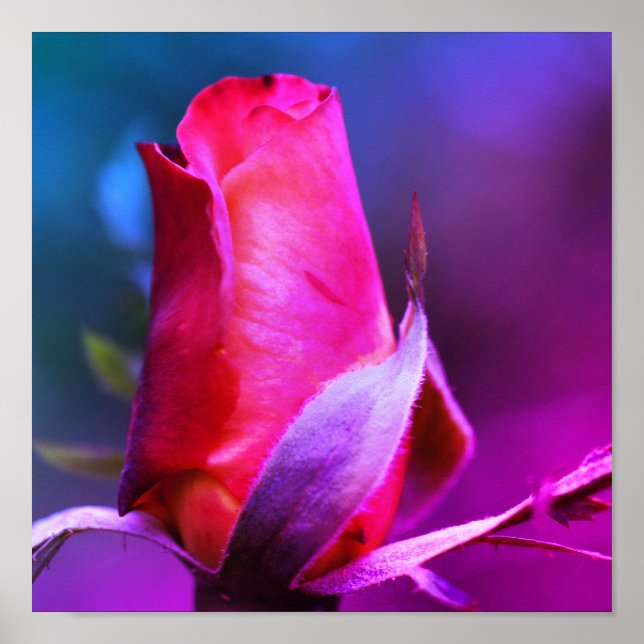 Red Rosebud Close Up Colour Tint Poster (Front)