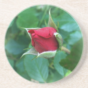 red rosebud coaster