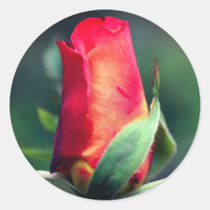 Red Rosebud Flower  Classic Round Sticker