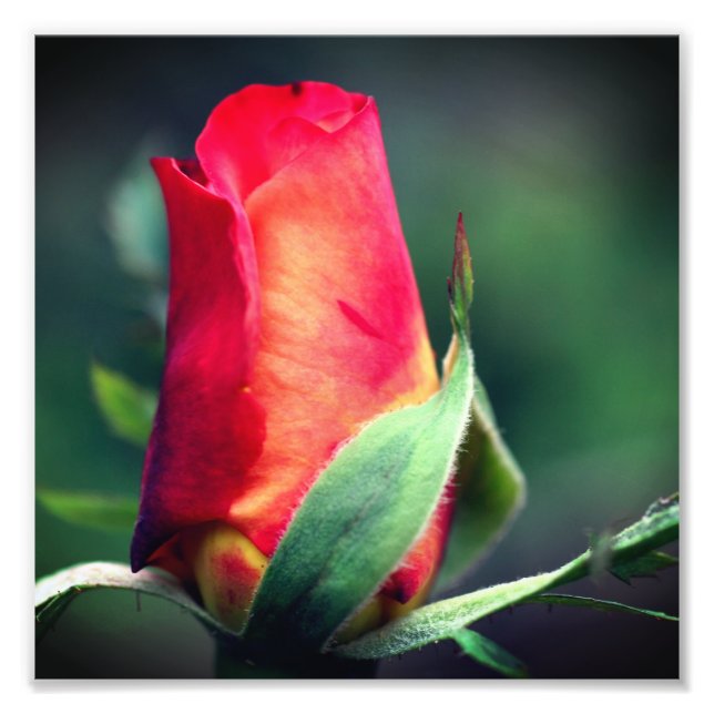 Red Rosebud Flower With Yellow Highlights 8x8 Photo Print (Front)