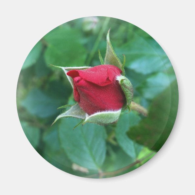 red rosebud magnet (Front)