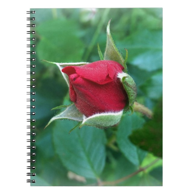 red rosebud notebook (Front)