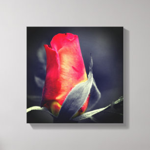 Red Rosebud Partial Colour Canvas Print