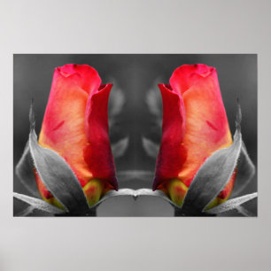 Red Rosebud Partial Colour Mirror Abstract Poster