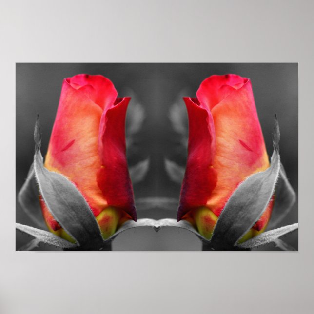 Red Rosebud Partial Colour Mirror Flower Art Poster (Front)