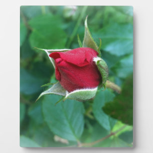 red rosebud plaque