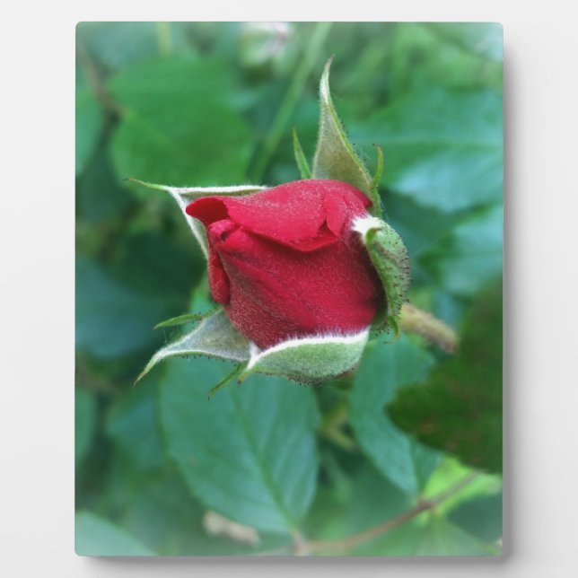 red rosebud plaque (Front)