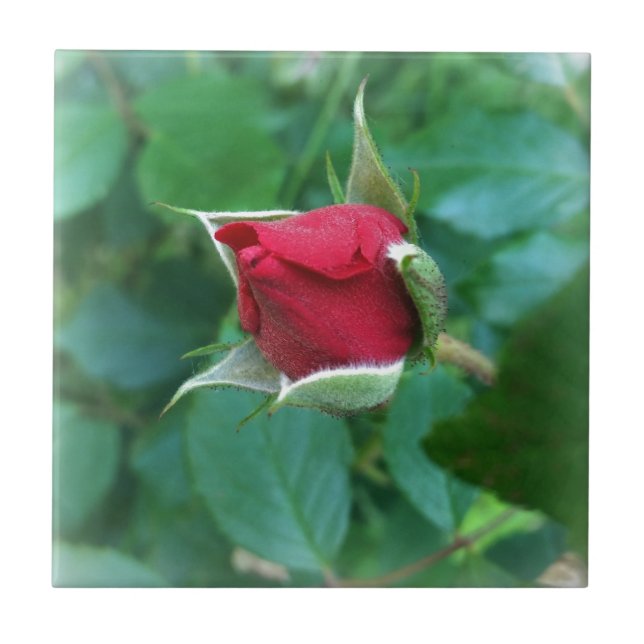red rosebud tile (Front)