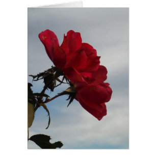 Red Roses Against a Bright Blue Sky