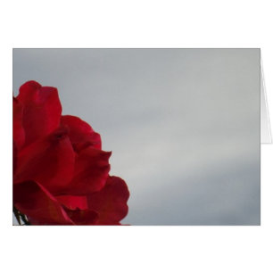 Red Roses Against a Bright Blue Sky