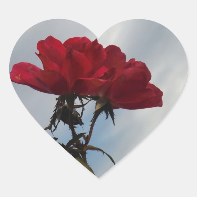 Red Roses Against a Bright Blue Sky Heart Sticker (Front)