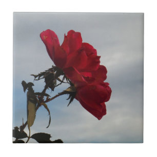 Red Roses Against a Bright Blue Sky Tile