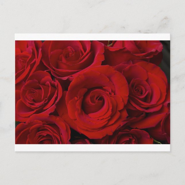 Red Roses and Water Drops Postcard (Front)