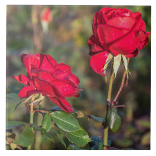 Red roses ceramic tile