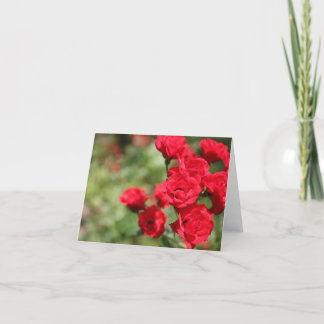 Red Roses Fade Into Focus Notecard