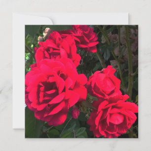 Red Roses Flowers  Thank You Card