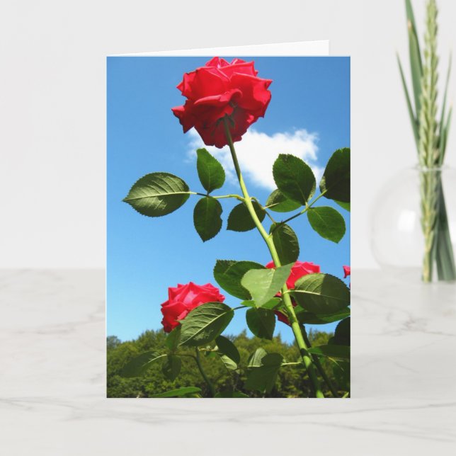 Red roses greeting card (Front)