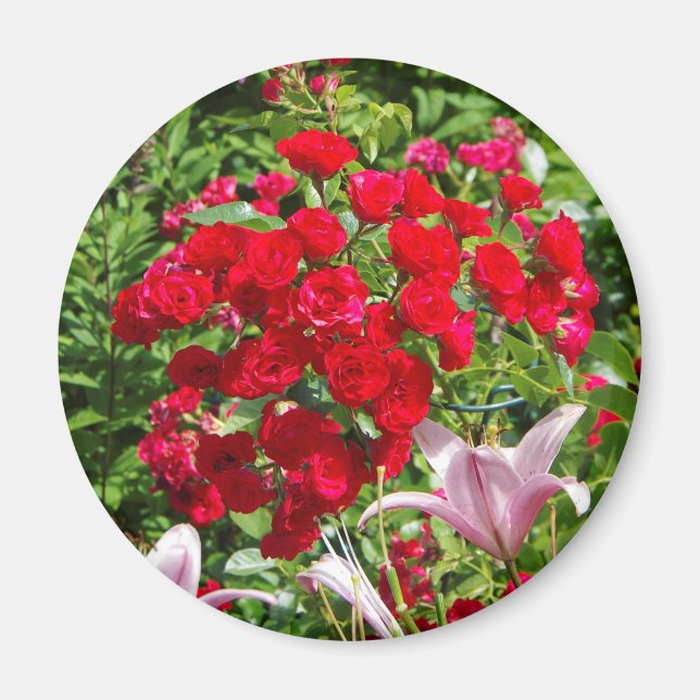 Red Roses magnet (Front)