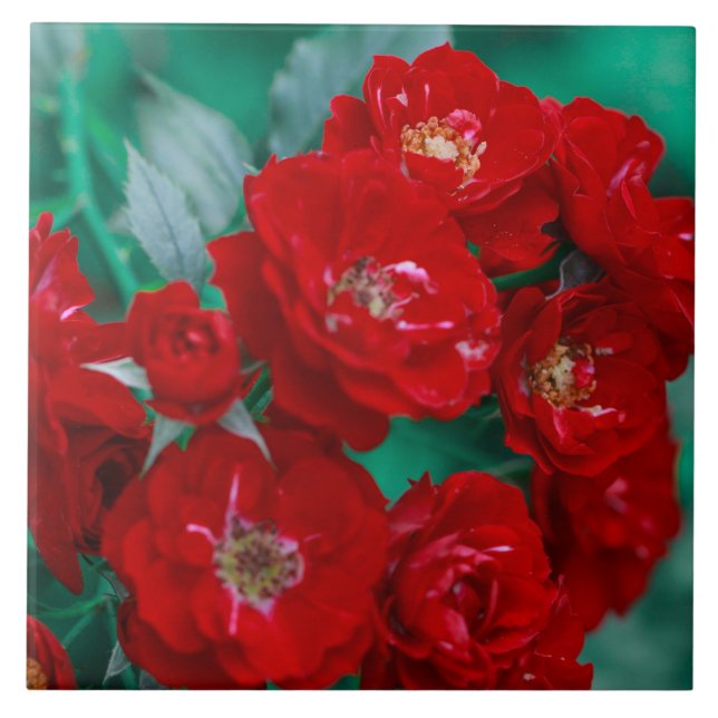Red Roses Pale Green Leaves Tile (Front)