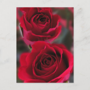 Red Roses Picture Postcard