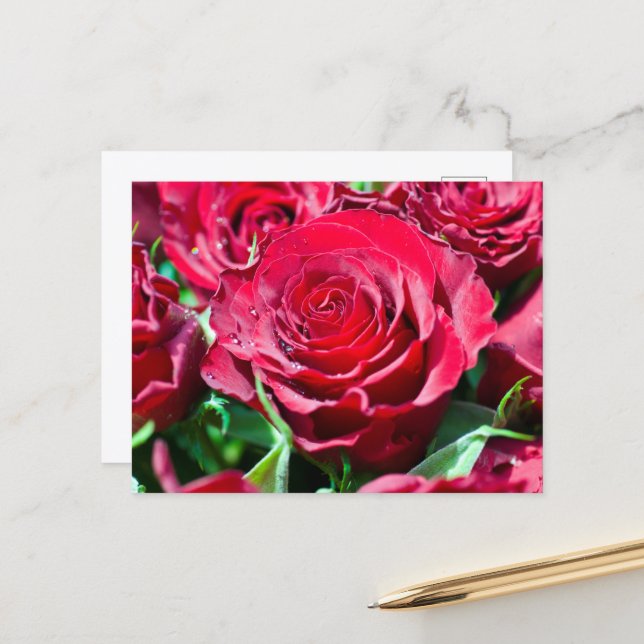 Red Roses Postcard (Front/Back In Situ)