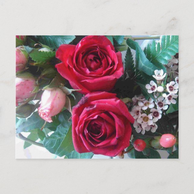 Red Roses  Postcard (Front)