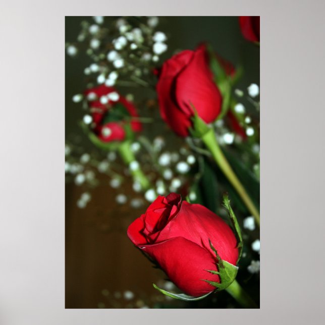 Red Roses Poster (Front)