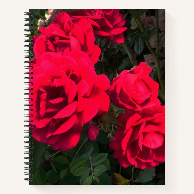 Red Roses Rosarium Notebook (Front)