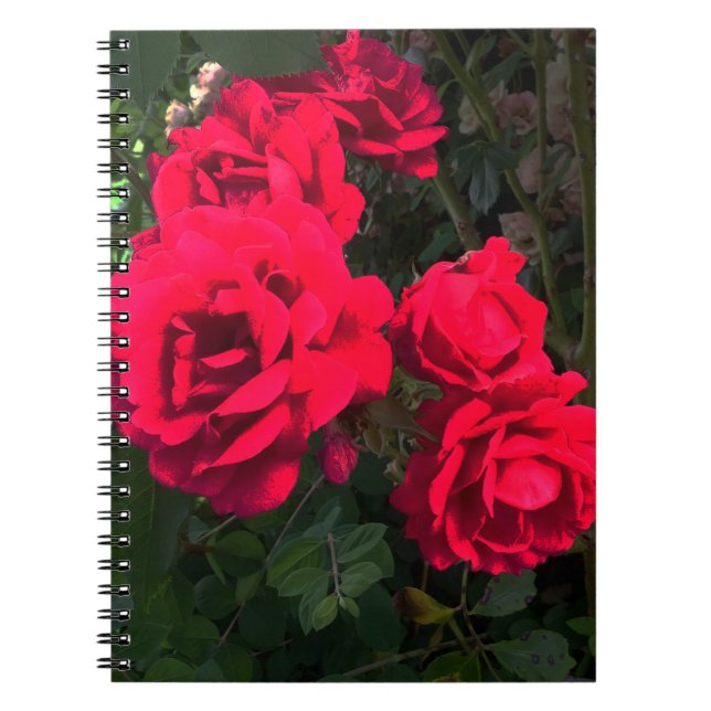 Red Roses Rosarium Notebook (Front)