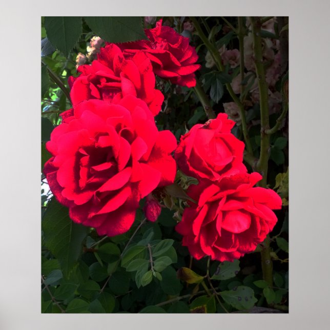 Red Roses Rosarium   Poster (Front)