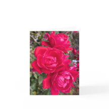 Red Roses, Three Dark Red Roses In A Garden Photo