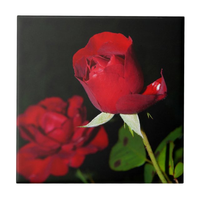 Red Roses Tile (Front)