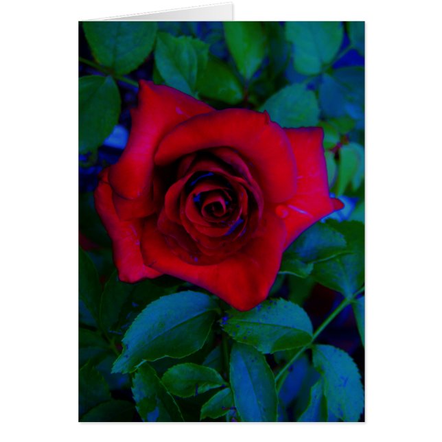 Red Roses with blue tones (Front)