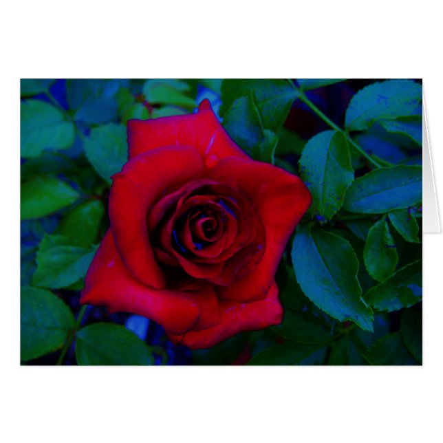 Red Roses with blue tones (Front Horizontal)