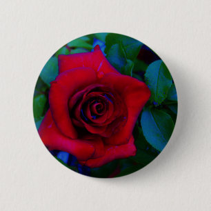 Red Roses with blue tones 2 Inch Round Button
