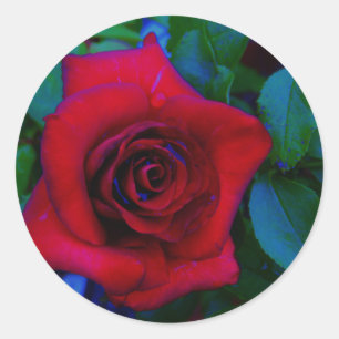 Red Roses with blue tones Classic Round Sticker
