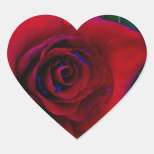 Red Roses with blue tones Heart Sticker