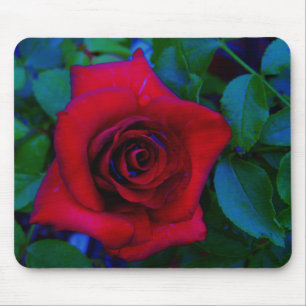 Red Roses with blue tones Mouse Pad
