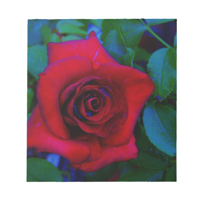 Red Roses with blue tones Notepad (Front)