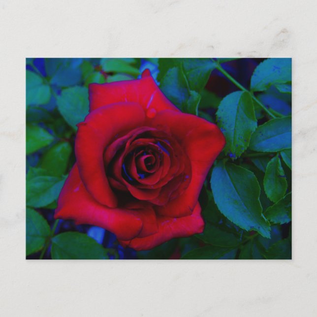 Red Roses with blue tones Postcard (Front)