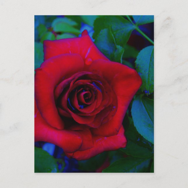 Red Roses with blue tones Postcard (Front)