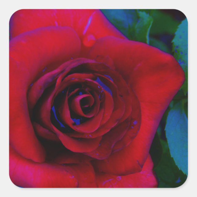Red Roses with blue tones Square Sticker (Front)