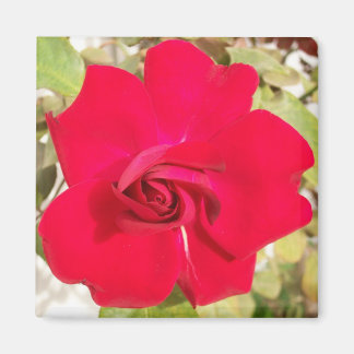 Red Rosy Magnet