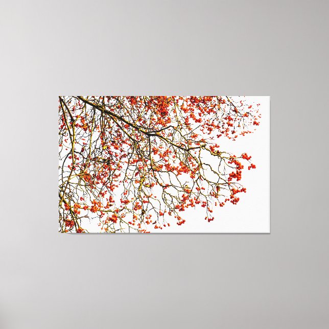 Red rowan fruits or ash berries canvas print (Front)