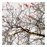 Red rowan fruits or ash berries