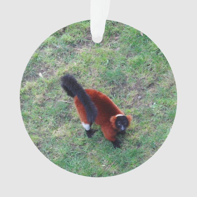 Red Ruffed Lemur #1-1 Ornament (Front)
