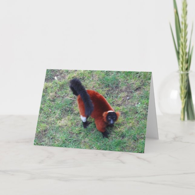 Red Ruffed Lemur #1 Card (Front)